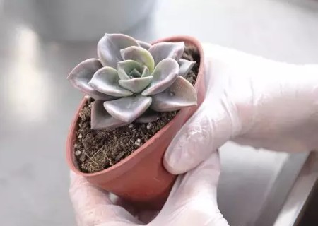 多肉叶插多久发芽移盆1