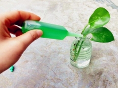 自制水培营养液配方及使用方法