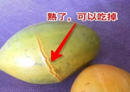 蛋黄果如何催熟2