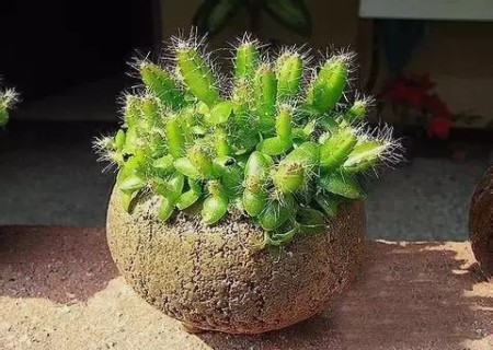 火龙果盆栽种植温度管理