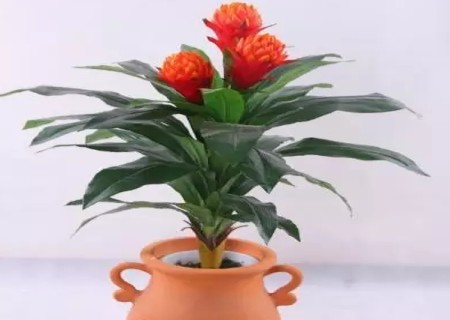 不需要阳光的盆栽植物-红星凤梨