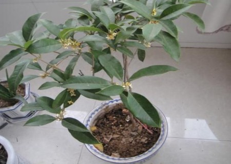 盆栽桂花的温度要求
