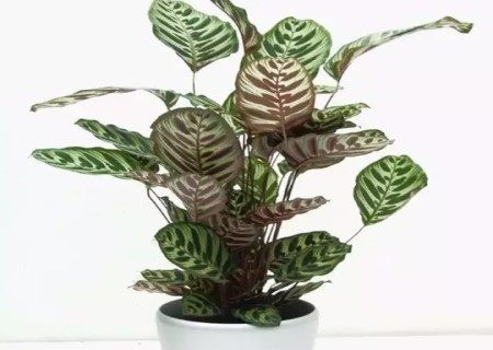 不需要阳光的盆栽植物-孔雀竹芋