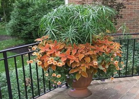 不需要阳光的盆栽植物-纸莎草