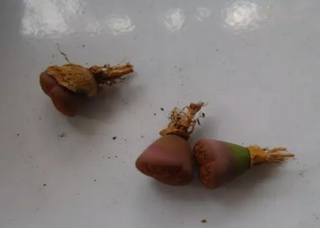 养殖生石花配什么土？怎么配土？4