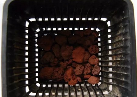养殖生石花配什么土？怎么配土？2