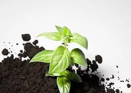 自制盆栽植物营养土的方法1