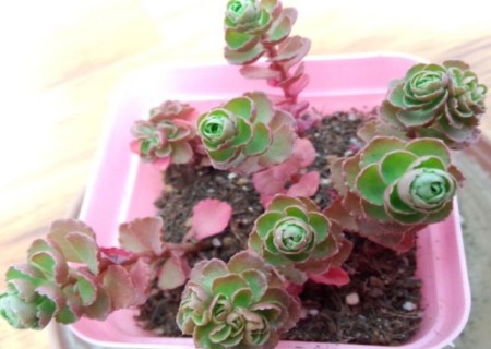 小球玫瑰会开花吗3