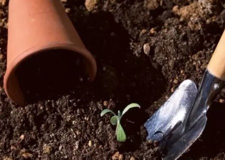 盆栽茶花用什么土