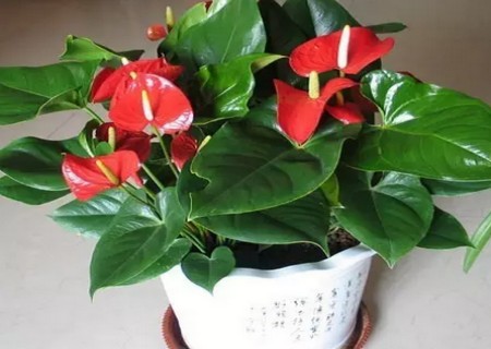 红掌盆栽