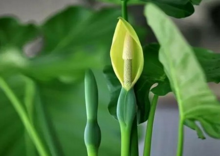 盆栽滴水观音1
