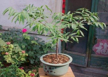 映霜红桃树盆栽