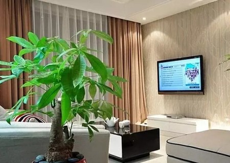客厅可以放什么盆栽植物