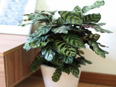 孔雀竹芋喜欢阳光吗