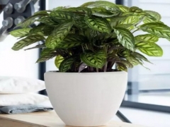 孔雀竹芋有什么好处