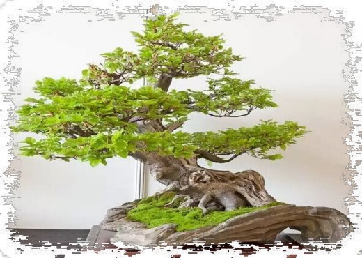 怎样才能创作出意境深远的盆景5