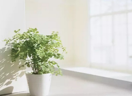 用盆景美化居室的技巧2