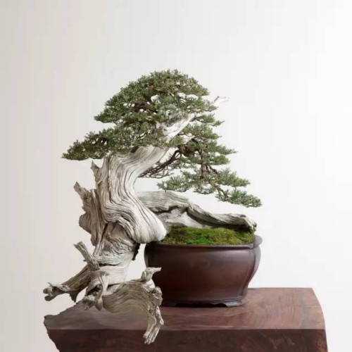 崖柏盆景及其价值3