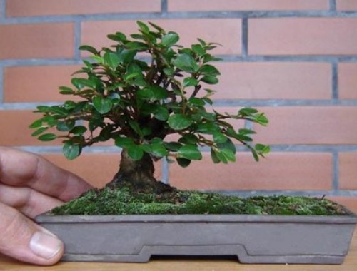 小品盆景项目发展前景分析2