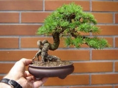 小品盆景项目发展前景分析