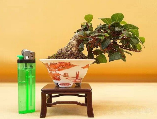 紫砂盆与瓷盆种植小品盆景的优缺点2