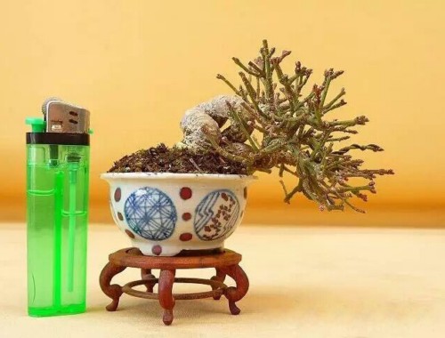 紫砂盆与瓷盆种植小品盆景的优缺点1