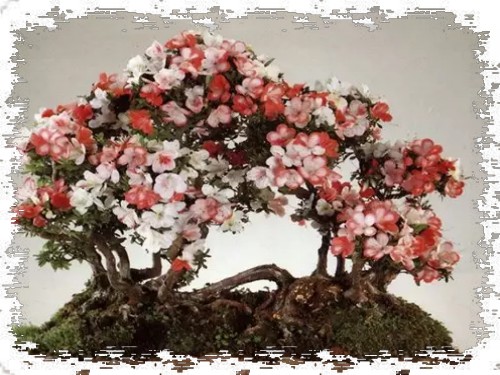 盆景制作实践心得3