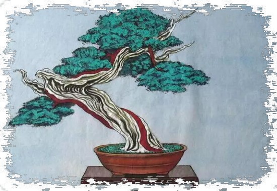 盆景创作的设计手法1