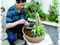 盆景创作中的主从关系
