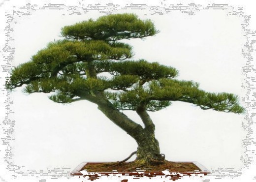 金陵盆景艺术风格特点4
