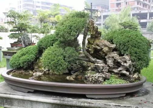 地柏盆景的选盆与上盆1