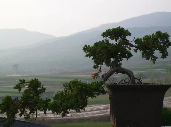 地柏盆景的选盆与上盆3