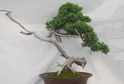 地柏盆景的选盆与上盆2