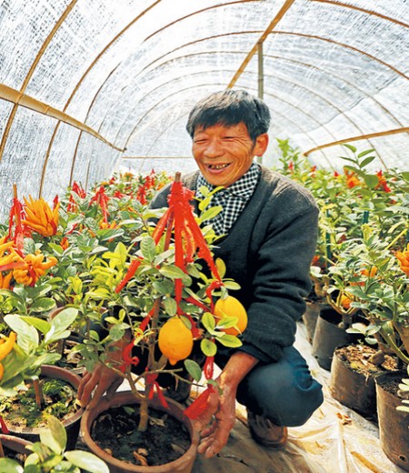 佛手的药用价值1