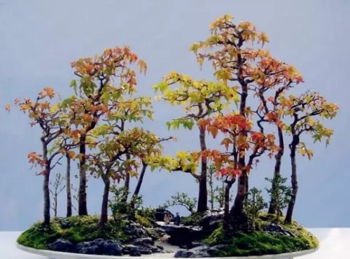 丛林盆景制作养护“四忌”1