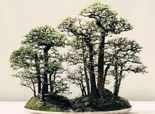丛林盆景制作养护“四忌”2