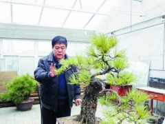 盆景创作中要摒弃十大主观意识倾向
