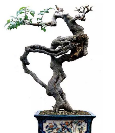 盆景艺术是大自然景物综合性造型艺术