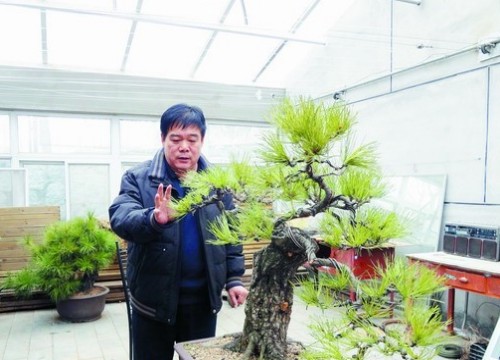 盆景创作中要摒弃十大主观意识倾向
