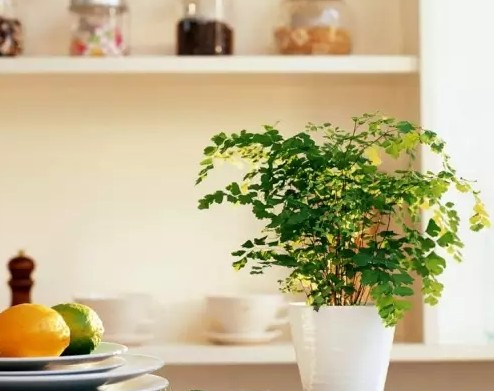 室内小小环保卫士——绿植盆栽3