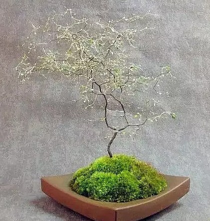 怎样给盆栽上苔藓7