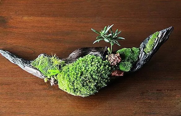 怎样给盆栽上苔藓3