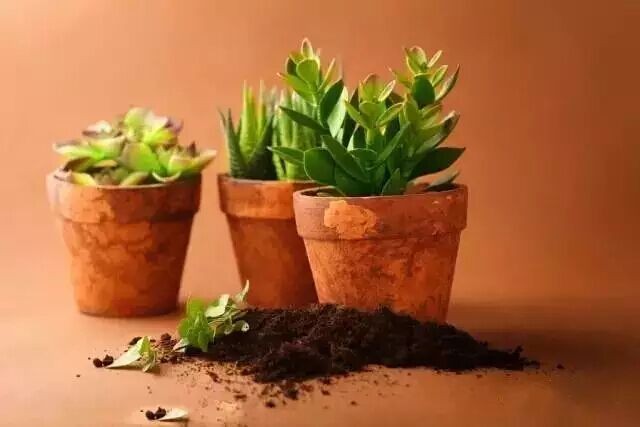 盆栽植物对土壤的要求3