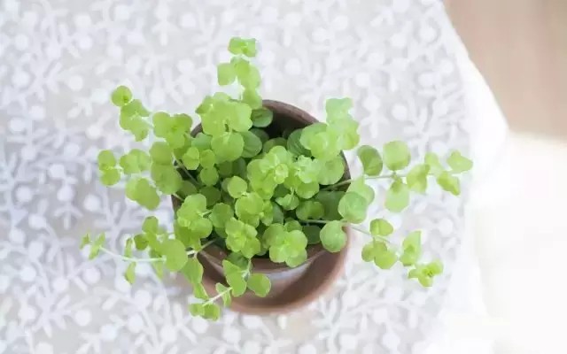 盆栽植物对土壤的要求2