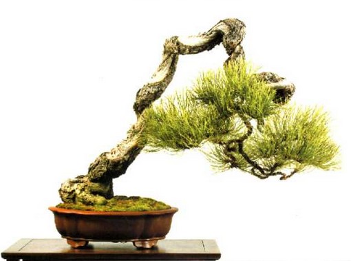 优秀盆景作品需要具备的特点8