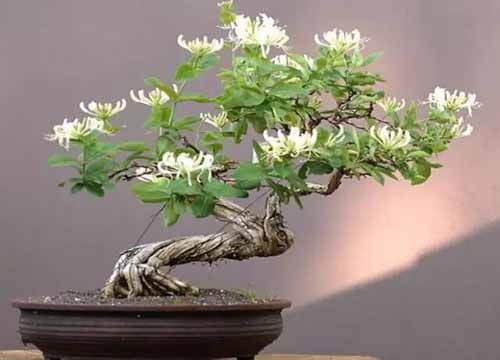优秀盆景作品需要具备的特点2