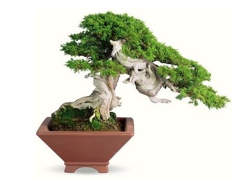 优秀盆景作品需要具备的特点9