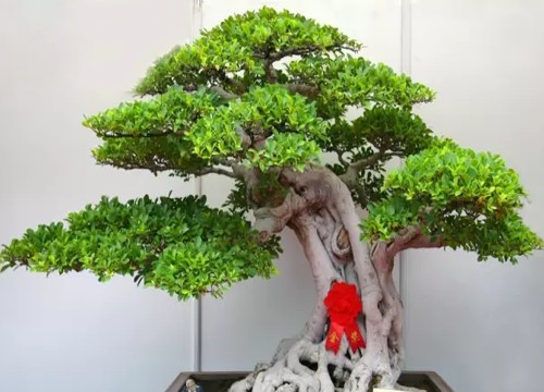 优秀盆景作品需要具备的特点7