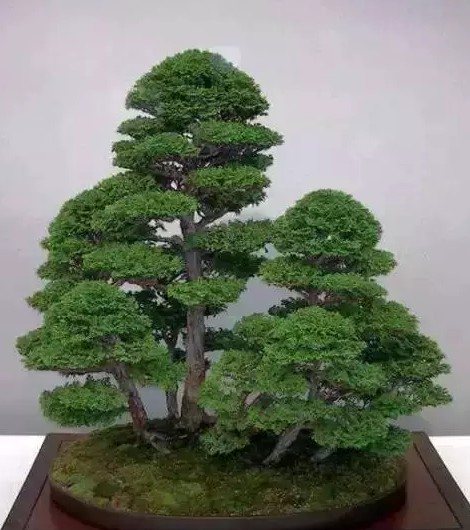 盆景艺术之美4
