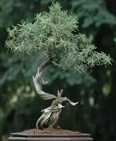 盆景艺术之美3
